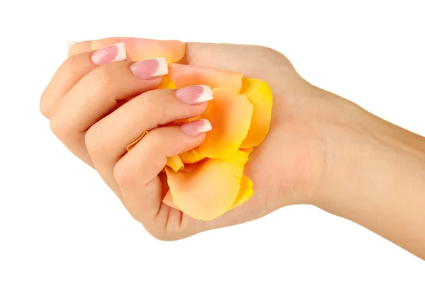 Amarelo pétalas de rosa com a mão da mulher no fundo branco — Fotografia de Stock