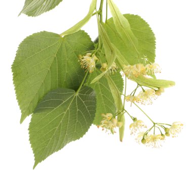 beyaz izole ıhlamur çiçek şube