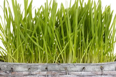 sepet yakın çekim yeşil çim