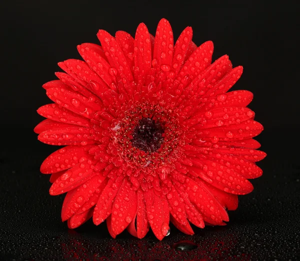Bela gerbera vermelha isolada em close-up preto — Fotografia de Stock