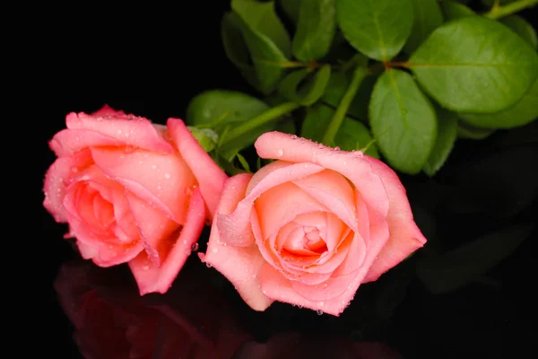 Ροζ τριαντάφυλλο απομονωμένο σε μαύρο — Φωτογραφία Αρχείου