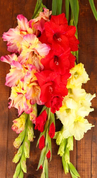 Prachtige kleurrijke gladiolen op houten achtergrond close-up — Stockfoto