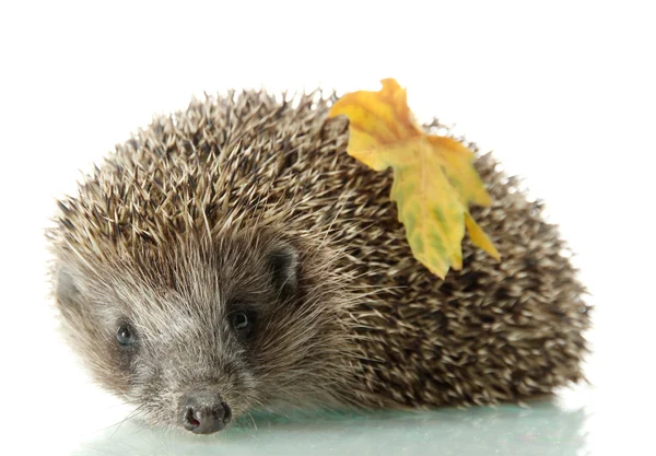 Riccio con foglia autunnale, isolato su bianco — Foto Stock