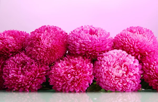 Aster piękne kwiaty, na tle różowy — Zdjęcie stockowe