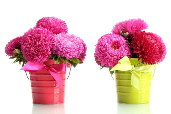 Bloemen van de roze aster in emmers, geïsoleerd op wit — Stockfoto