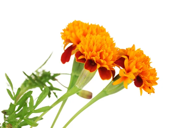 Beautiful orange flowers isolated on white — Stock Photo, Image