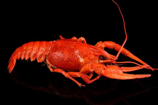 Lagostim cozido saboroso isolado em preto — Fotografia de Stock