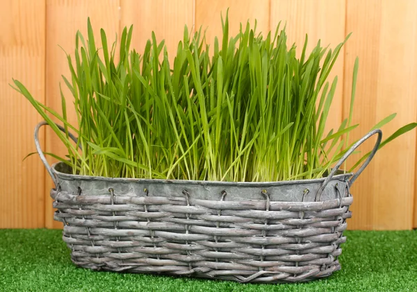 Зеленая трава в корзине возле забора — стоковое фото