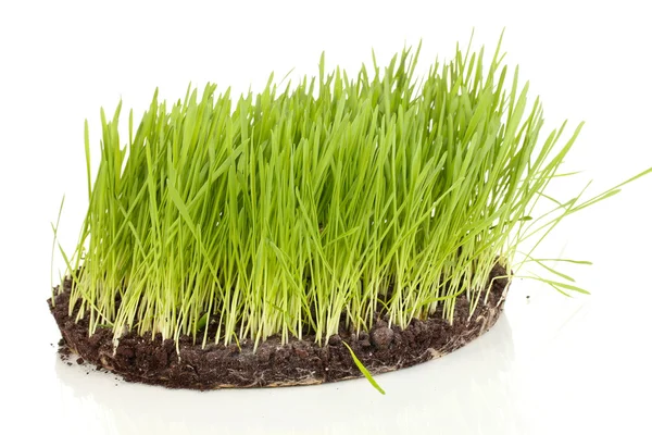 Groen gras met grond geïsoleerd op wit — Stockfoto