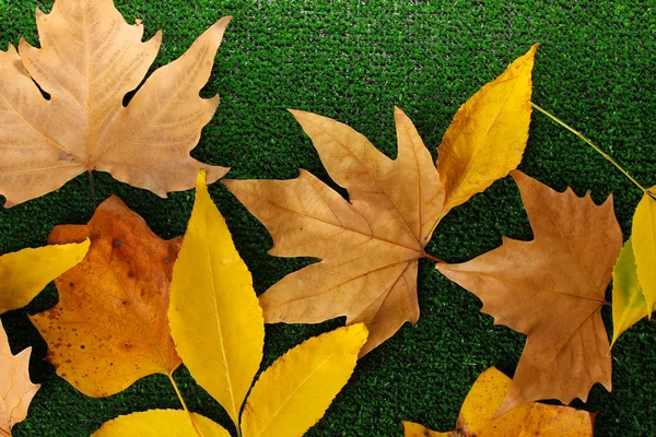 Composición de otoño amarillo hojas sobre fondo de hierba — Stockfoto