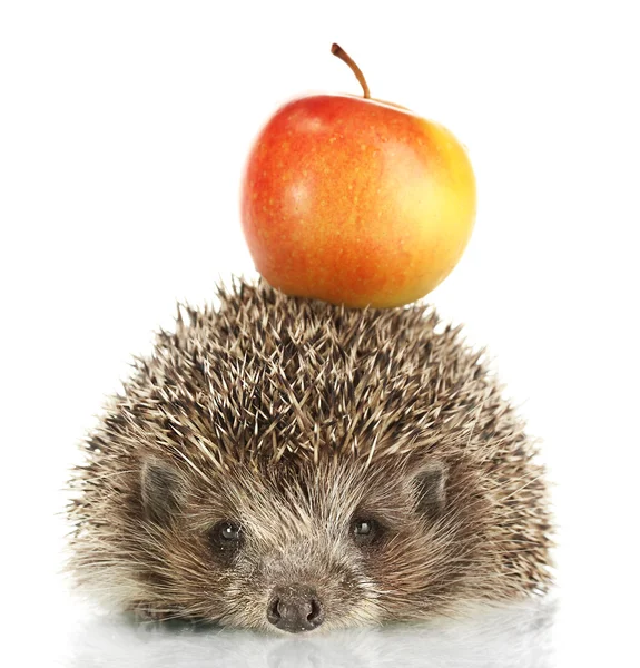 ハリネズミ写真素材 ロイヤリティフリーハリネズミ画像 Depositphotos