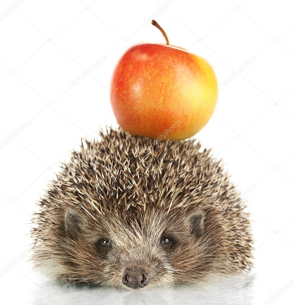 Hedgehog with apple, isolated on white