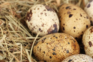 Saman yuvasında bıldırcın yumurtası.