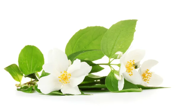 Belles fleurs de jasmin avec des feuilles isolées sur blanc — Photo