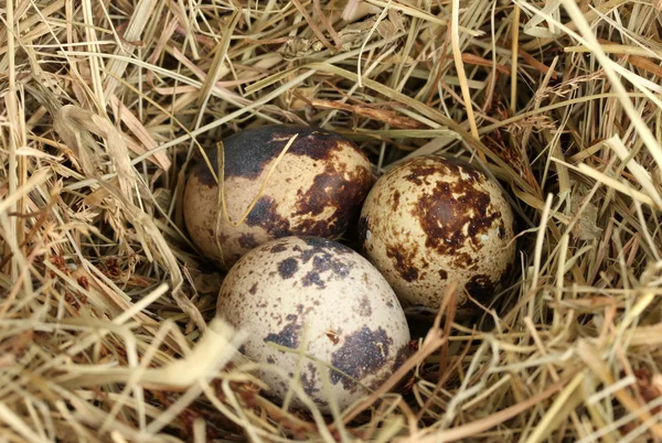 Oeufs de caille dans un nid de foin gros plan — Photo