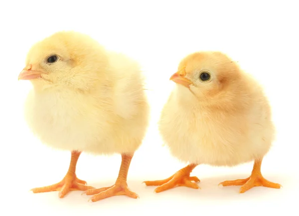 Duas galinhas amarelas isoladas no branco — Fotografia de Stock