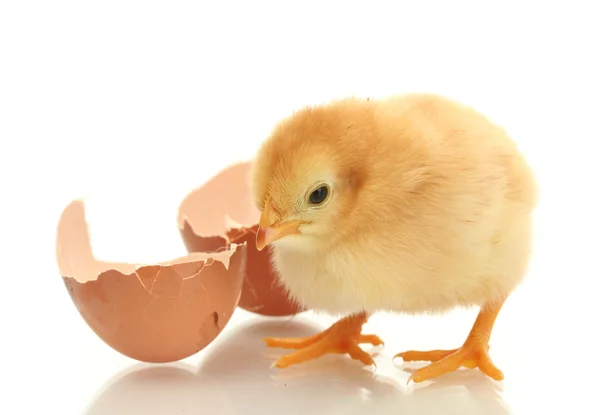 Hermoso poco de pollo y cáscara de huevo aislado en el blanco — Foto de Stock