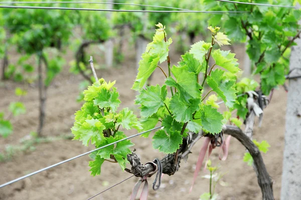 Fiatal vineyard — Stock Fotó