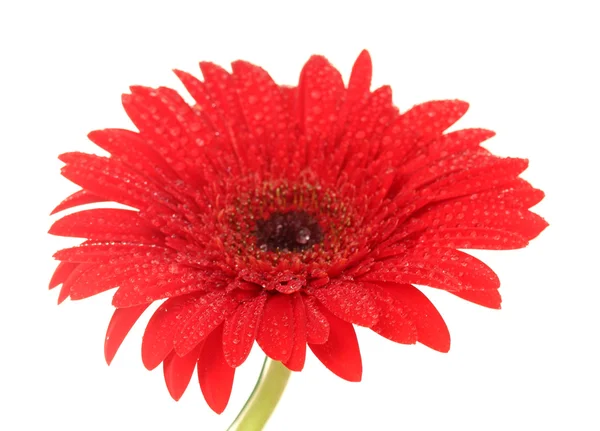 Hermosa gerbera roja sobre fondo blanco — Foto de Stock