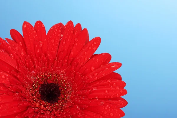 Piękny czerwony gerbera na niebieskim tle — Zdjęcie stockowe