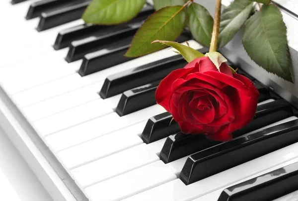 Achtergrond van synthesizer toetsenbord met roos — Stockfoto
