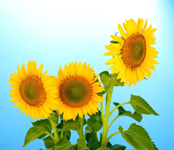 Girasoles sobre fondo azul —  Fotos de Stock