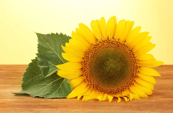 Sunflower on yellow background — Stock Photo, Image