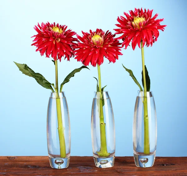 Beautiful red dahlias in vases on blue background — Stock Photo, Image