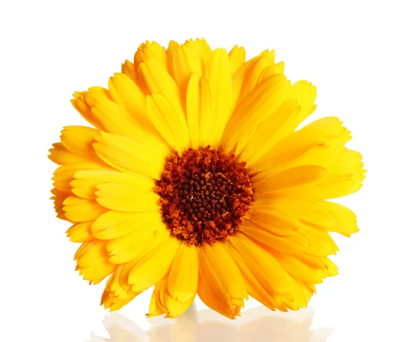 Beautiful calendula flower, isolated on white — Stock Photo, Image