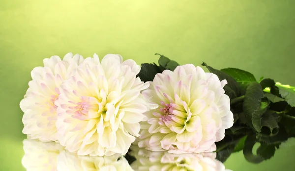 Beautiful white dahlias on green background close-up — Stock Photo, Image