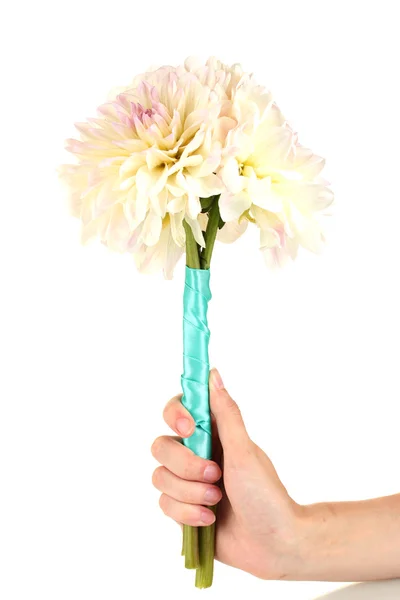 Woman's hand holding a bouquet of white dahlias on white background close-u — Stock Photo, Image