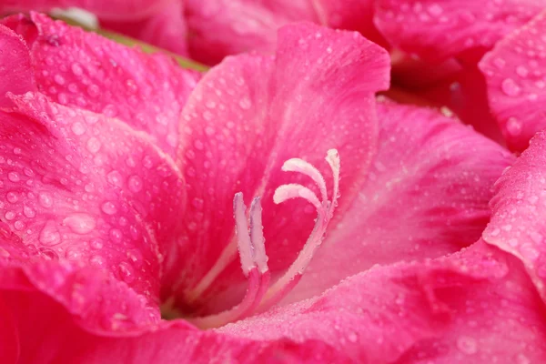 Красивий рожевий гладіолус, крупним планом — стокове фото