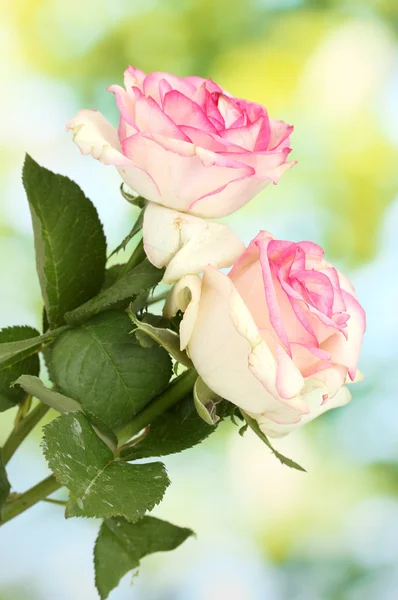 Beautiful bouquet of pink roses, on green background — Stock Photo, Image