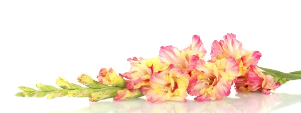 Υποκατάστημα της γλαδιόλες κίτρινο-ροζ, σε λευκό φόντο κοντινό πλάνο — Φωτογραφία Αρχείου