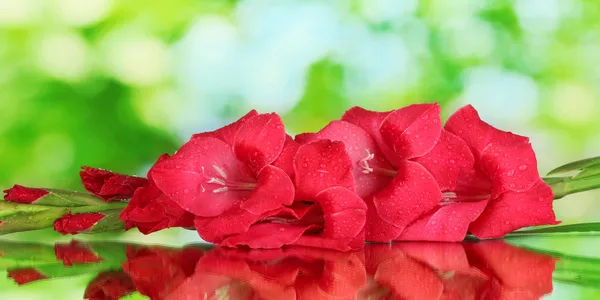 Ramo de gladiolus rosa no fundo verde close-up — Fotografia de Stock