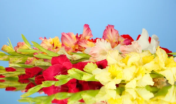 Prachtige kleurrijke gladiolen op blauwe achtergrond close-up — Stockfoto