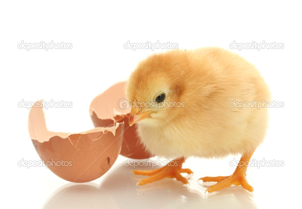 belchonock