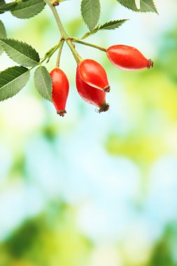 Olgun kalça gül yaprağı, yeşil zemin üzerine şube üzerinde