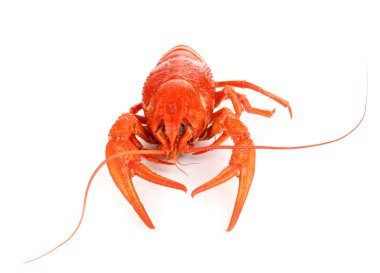 beyaz izole lezzetli haşlanmış kerevit