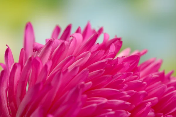 Hermosa flor de aster, sobre fondo verde — Foto de Stock