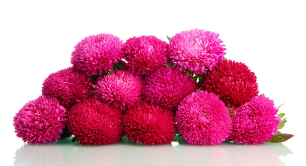 Fiori rosa aster, isolati su bianco — Foto Stock