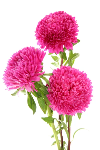 Pink aster flowers, isolated on white — Stock Photo, Image