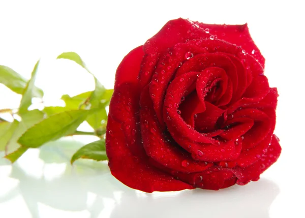 被白色隔离的红玫瑰 — 图库照片