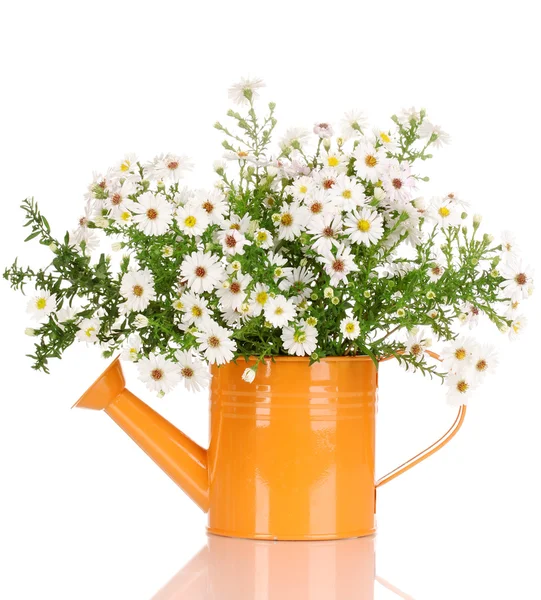 Beautiful bouquet of white flowers in watering can isolated on white — Stock Photo, Image