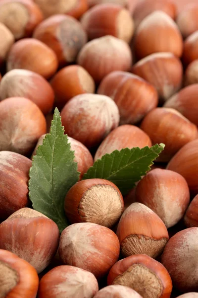 Tasty hazelnuts with leaves, close up — Stock Photo, Image