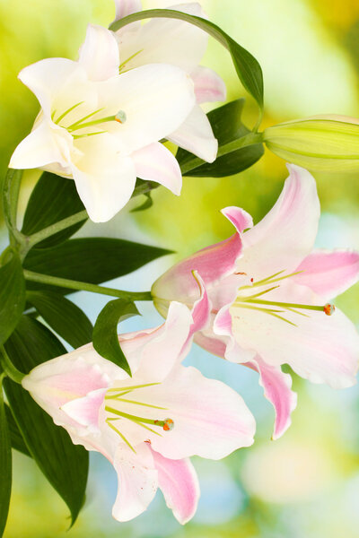 красивая лилия на ярком фоне
