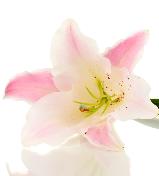 Красивый цветок лилии изолирован на белом — стоковое фото