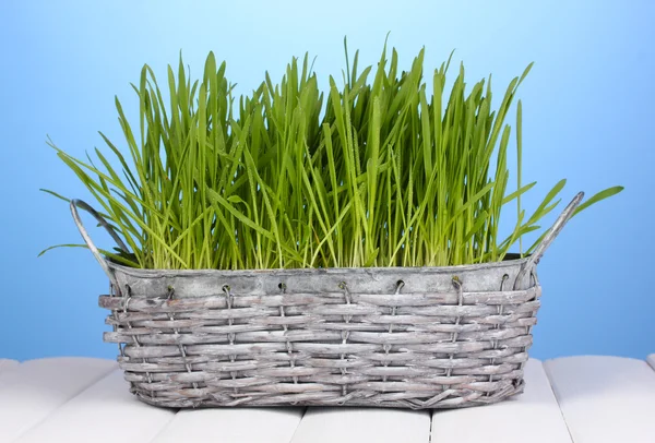 Grama verde na cesta na mesa de madeira no fundo azul — Fotografia de Stock