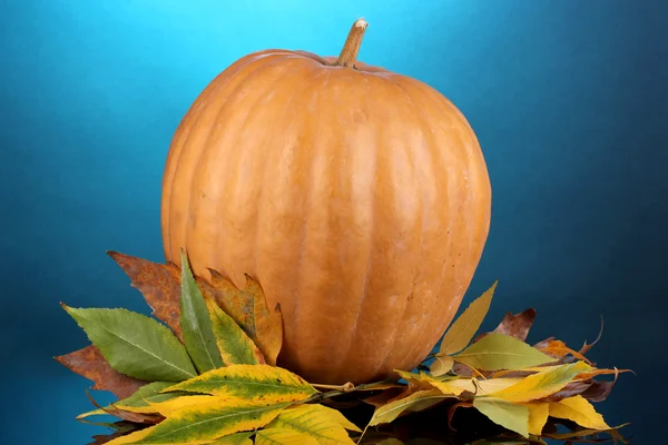 Ripe orange pumpkin with yellow autumn leaves on blue background — Stock Photo, Image