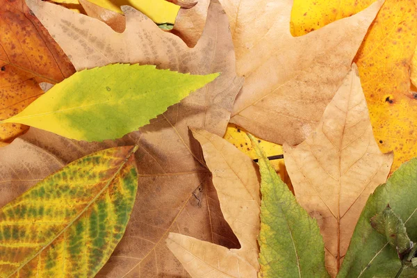 Composição de folhas de outono amarelo fundo — Fotografia de Stock